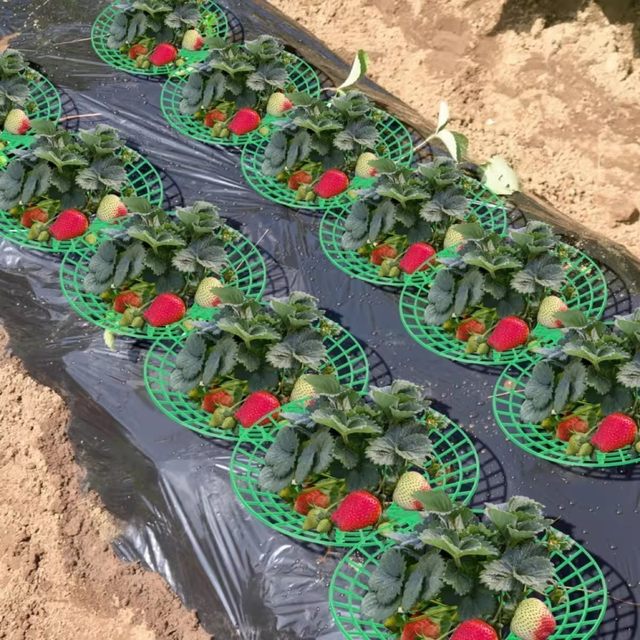 Strawberry tray rack anti-rot strawberry rack support grid round fruit stand green gardening stable support rack