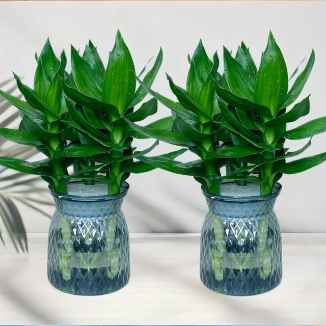 Guanyin Bamboo Fugui Bamboo Wenchang Bamboo Four Seasons Winning Water Cultivation Green Plant Indoor Bedroom Purify Air and Removal of Formaldehyde Plants