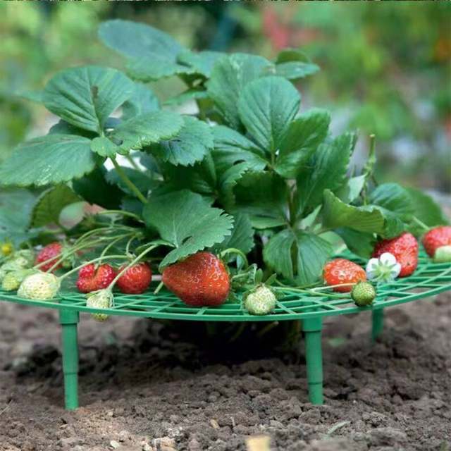 Flower stand planting strawberry tray rack artifact anti-lodging plant fruit support gardening supplies green plant support shelf