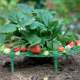 Flower stand planting strawberry tray rack artifact anti-lodging plant fruit support gardening supplies green plant support shelf