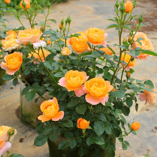 Juice balcony rose flower seedlings blossom rose seedlings four seasons potted flowers climbing plants vine rose green plants