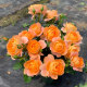 Juice balcony rose flower seedlings blossom rose seedlings four seasons potted flowers climbing plants vine rose green plants