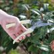 Gardening shears, pruning shears, flower shears, garden shears, floral shears, branches, fruit tree scissors, branch shears, flower scissors.