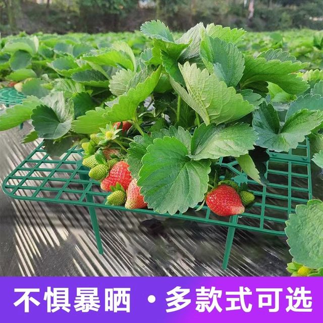 Strawberry stand tray gardening supplies family balcony planting sunflower potted seedlings anti-rot fruit support rack