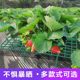 Strawberry stand tray gardening supplies family balcony planting sunflower potted seedlings anti-rot fruit support rack