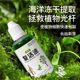 Plant and flower resurrection solution for plant and flower resurrection solution for yellowing and leaves falling.