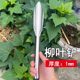 Stainless steel shovel household potted shovel willow leaf shovel gardening flower planting tools vegetable weeding wild vegetable shovel