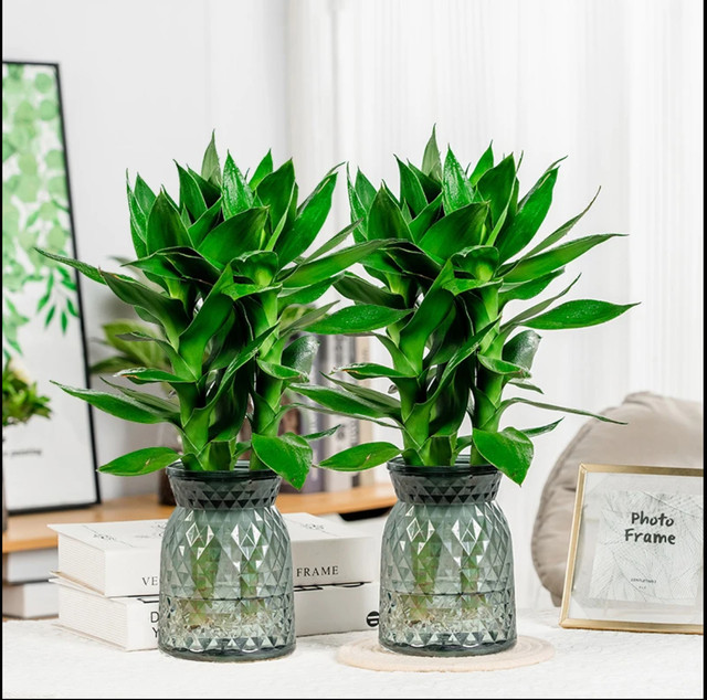 Hydroponic Guanyin Bamboo Rich Bamboo Indoor Potted Plants Flowers Green Plants Living Room Four Seasons Evergreen Potted Plants Purify the Air