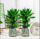 Hydroponic Guanyin Bamboo Rich Bamboo Indoor Potted Plants Flowers Green Plants Living Room Four Seasons Evergreen Potted Plants Purify the Air