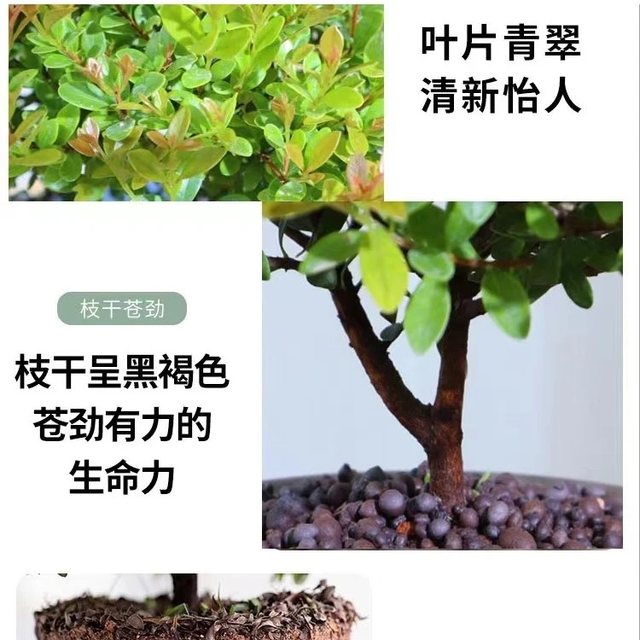 Small-leaf red nan plant bonsai mini desktop indoor flower plant office desk small green plant potted plant