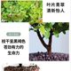 Small-leaf red nan plant bonsai mini desktop indoor flower plant office desk small green plant potted plant