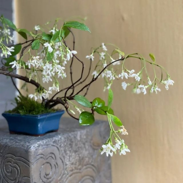 white windmill jasmine