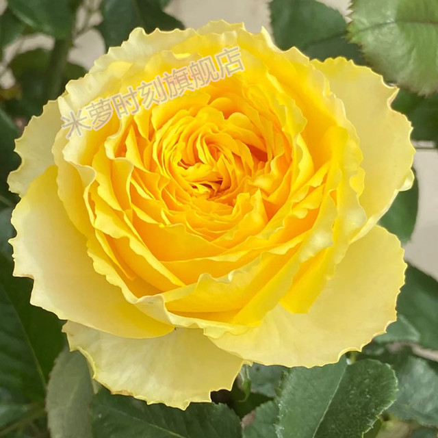 
Sunny smile rose flower seedlings large flower multi-season potted balcony rose cut flower courtyard flower diligent rose plant