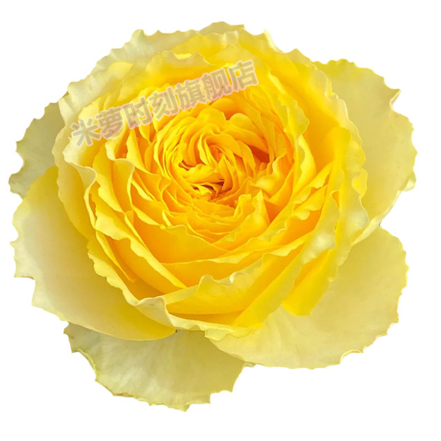 
Sunny smile rose flower seedlings large flower multi-season potted balcony rose cut flower courtyard flower diligent rose plant