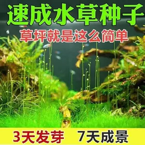 鱼缸淡水水草活体 新人首单立减十元 22年3月 淘宝海外