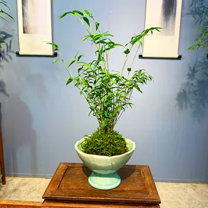 苔玉盆景 Top 300件苔玉盆景 22年12月更新 Taobao