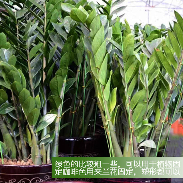 Phalaenopsis bracket flower shape wire plant support pole vine support gardening iron climbing vine pole orchid clip