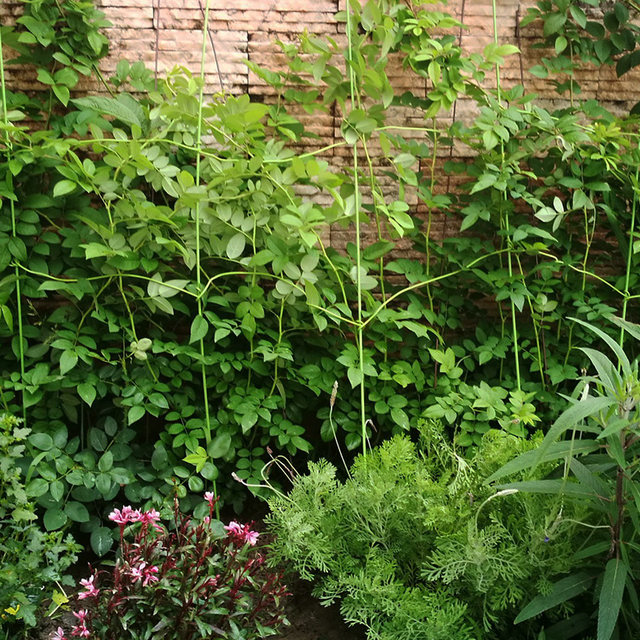 Phalaenopsis bracket flower shape wire plant support pole vine support gardening iron climbing vine pole orchid clip