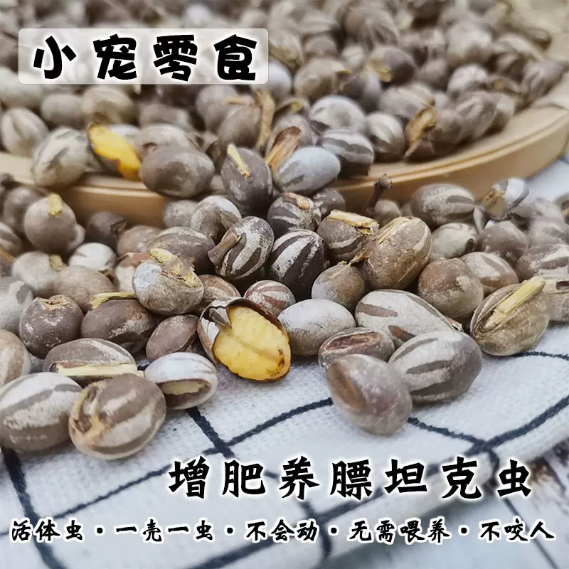 21年新货坦克虫仓鼠松鼠蜜袋鼯花枝鼠零食营养增