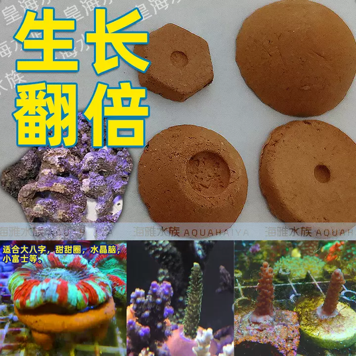 皇海水族珊瑚基座纽扣繁殖底座硬骨断枝瓦片拼盘四角脑支架海透水-Taobao