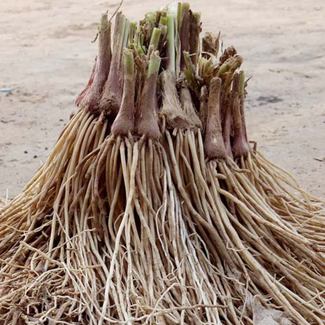 New leek root seedlings are now dug red purple roots and small thin leaves on balcony indoor bonsai plant well and easy to grow old green plants
