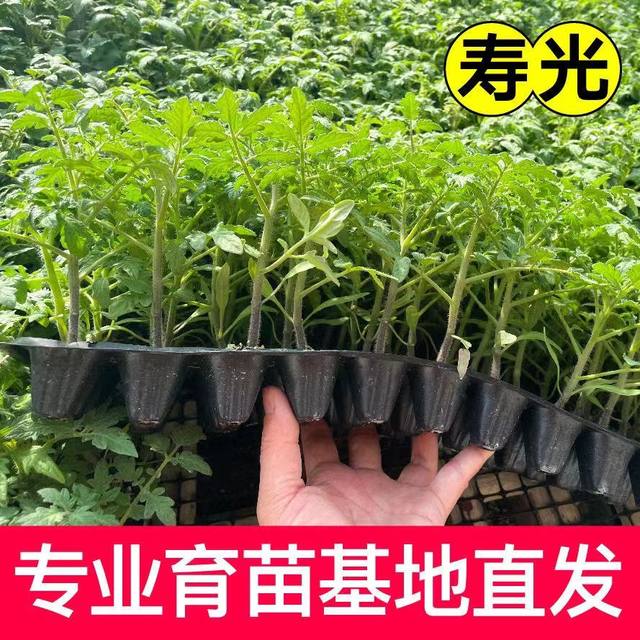 Authentic super sweet Busan 88 exquisite fruit seedlings with soil ball cherry tomato seeds four seasons spring and autumn potted tomato seeds