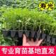 Authentic super sweet Busan 88 exquisite fruit seedlings with soil ball cherry tomato seeds four seasons spring and autumn potted tomato seeds