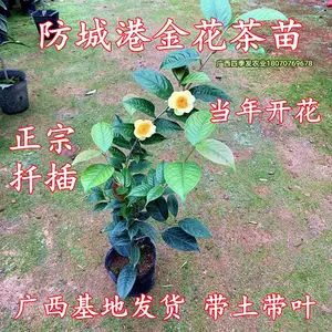 金花茶茶花 新人首单立减十元 22年6月 淘宝海外