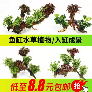 水陆缸植物22年1月 月销口碑最新推荐 天猫淘宝海外