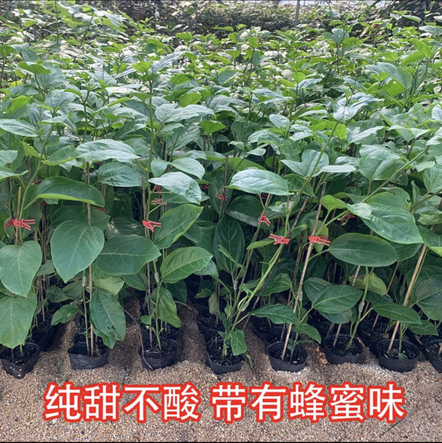 Pure Sweet Qinmi No. 9 Golden Passion Fruit Seedlings Four Seasons Four Seasons Grapping Potted Potted Potted Pot in the Garden of the Miao Balcony Tower
