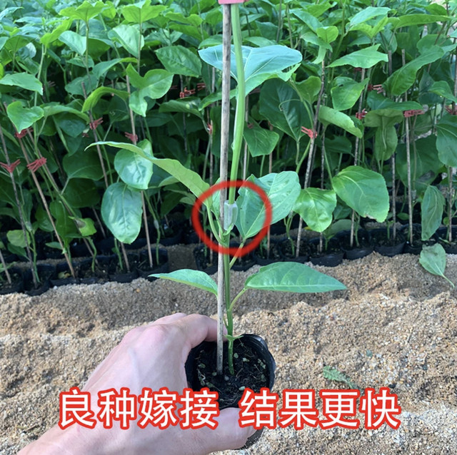 Pure Sweet Qinmi No. 9 Golden Passion Fruit Seedlings Four Seasons Four Seasons Grapping Potted Potted Potted Pot in the Garden of the Miao Balcony Tower