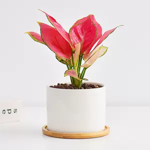 如意花盆栽植物 新人首单立减十元 22年2月 淘宝海外