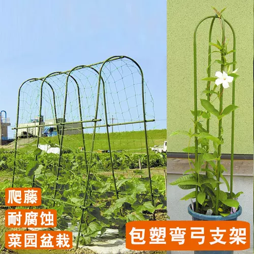 爬藤植物棚架 新人首单立减十元 22年2月 淘宝海外