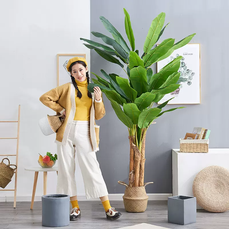 室内香蕉花 新人首单立减十元 21年11月 淘宝海外