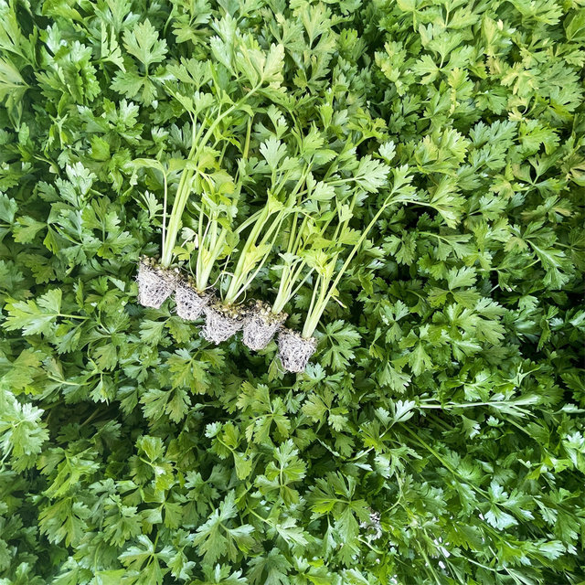 Celery seedlings four seasons small parsley celery seedlings vegetable seeds celery seedlings balcony potted rapeseed seedlings