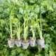 Celery seedlings four seasons small parsley celery seedlings vegetable seeds celery seedlings balcony potted rapeseed seedlings