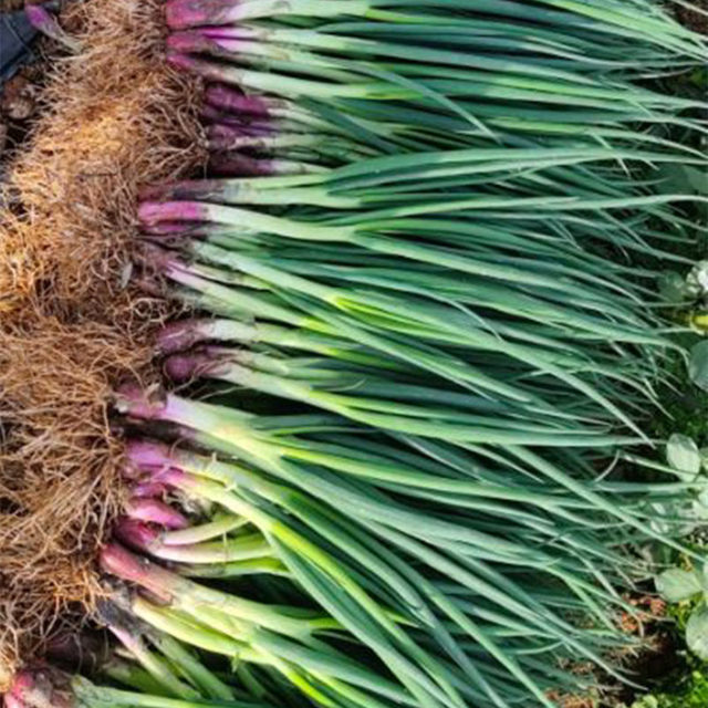 Red root chive seeds red onion chive seeds onion seeds four seasons autumn and winter potted vegetable seedlings rapeseed