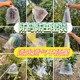 Fruit bag anti -bird, bird bag peach, peach, pomegranate pear special protection fruit tree bag bag mesh cover
