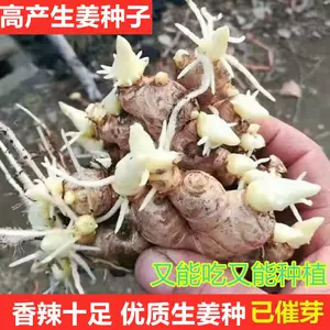 生姜种植 新人首单立减十元 22年4月 淘宝海外