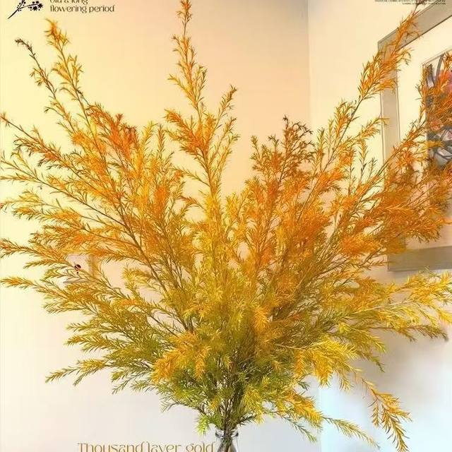 A-grade thousand-layer gold flowers Yunnan base straight hair gold fragrant willow fresh cut flowers flower arrangement can be dried flowers