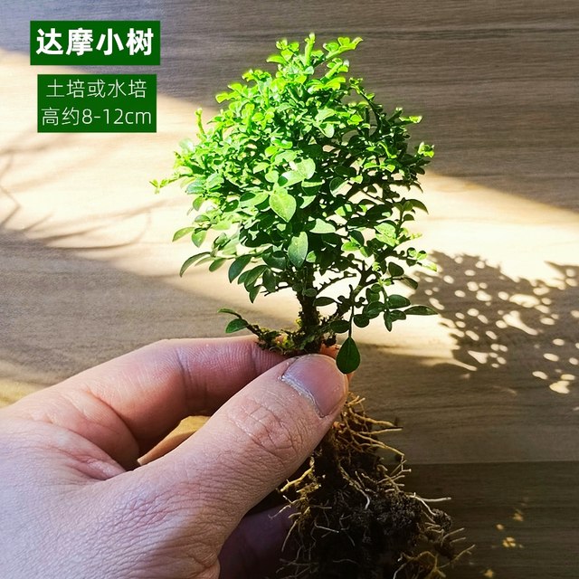 Moss micro-landscape DIY material reticulated grass single plant fresh green plant ecological tank water and land tank landscaping fern