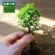 Moss micro-landscape DIY material reticulated grass single plant fresh green plant ecological tank water and land tank landscaping fern