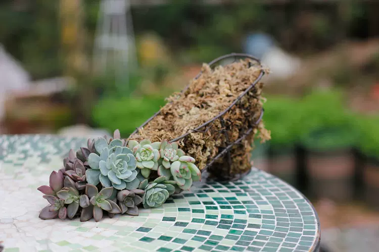 多肉植物铁艺高跟鞋做旧多肉花器多肉造景可悬挂多肉创意花