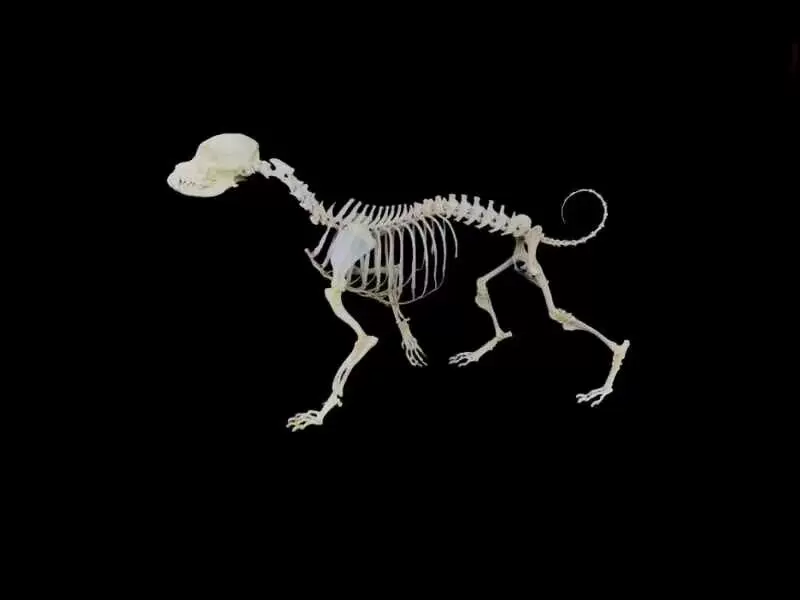 动物标本订制 新人首单立减十元 21年11月 淘宝海外 动物标本订制 新人首单立减十元 21年11月 淘宝海外