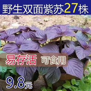 紅紫蘇葉 新人首單立減十元 22年9月 淘寶海外