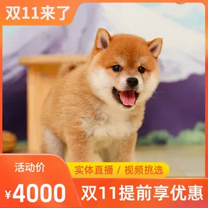 黑柴犬幼犬日本 新人首单立减十元 22年10月 淘宝海外
