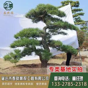 松树苗苗木 新人首单立减十元 22年8月 淘宝海外