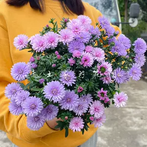 紫苑花 新人首单立减十元 22年10月 淘宝海外