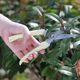 Gardening shears, pruning shears, flower shears, garden scissors, floral shears, branches, fruit tree scissors, branch shears, flower shears.