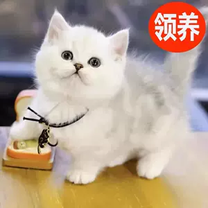 白猫猫咪猫- Top 100件白猫猫咪猫- 2023年7月更新- Taobao